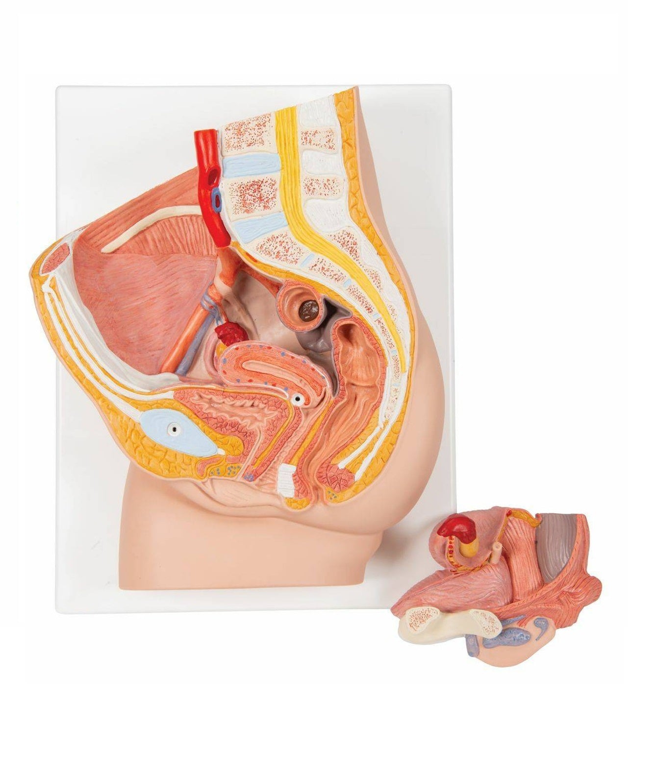Pelvis Femenina Órganos Aparato Urogenital