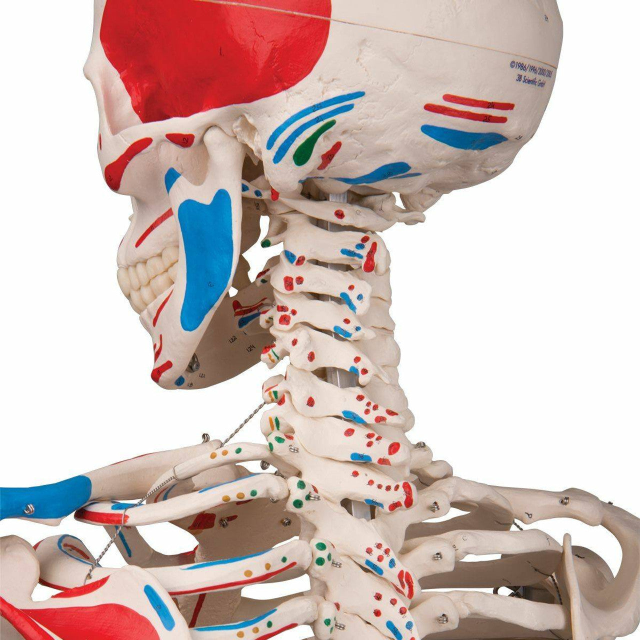 Esqueleto 170 cm con inserciones musculares