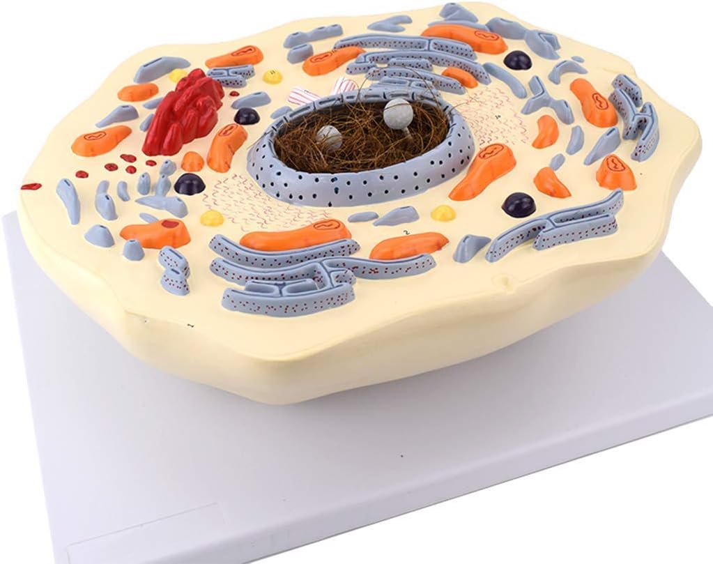 Modelo de Célula Animal 2000X