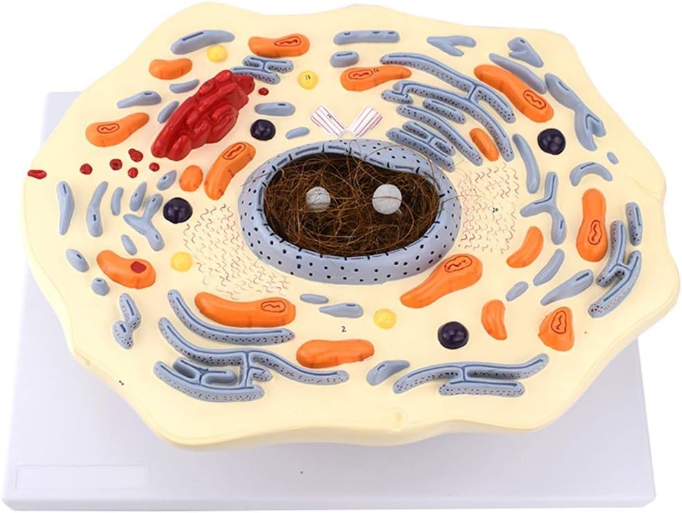 Modelo de Célula Animal 2000X