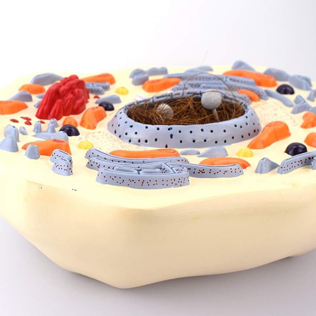 Modelo de Célula Animal 2000X