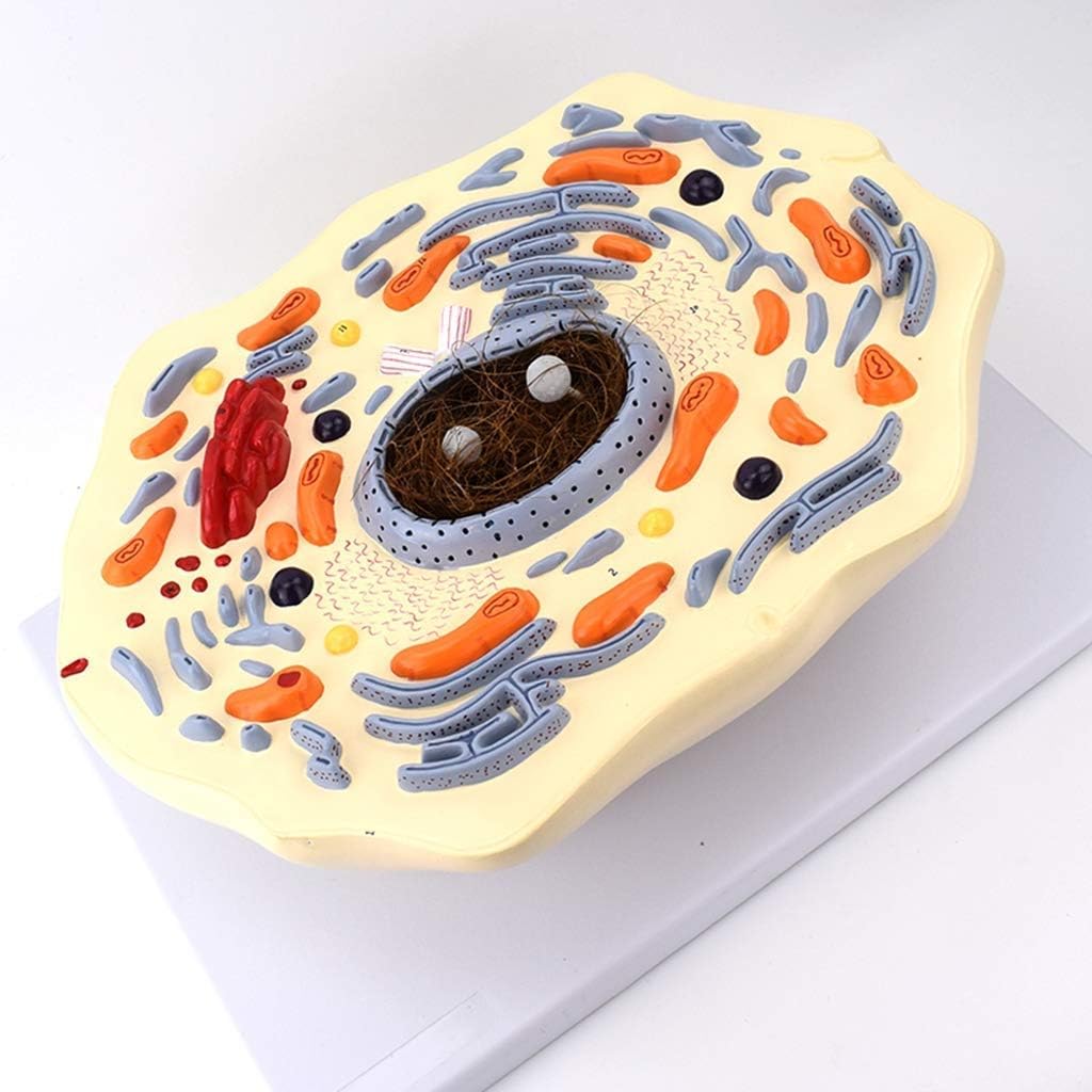 Modelo de Célula Animal 2000X