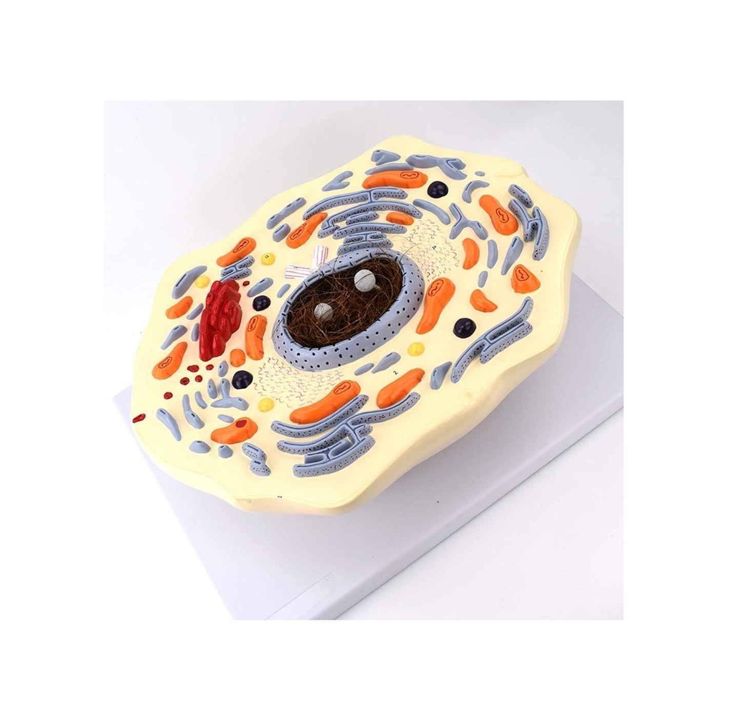 Modelo de Célula Animal 2000X