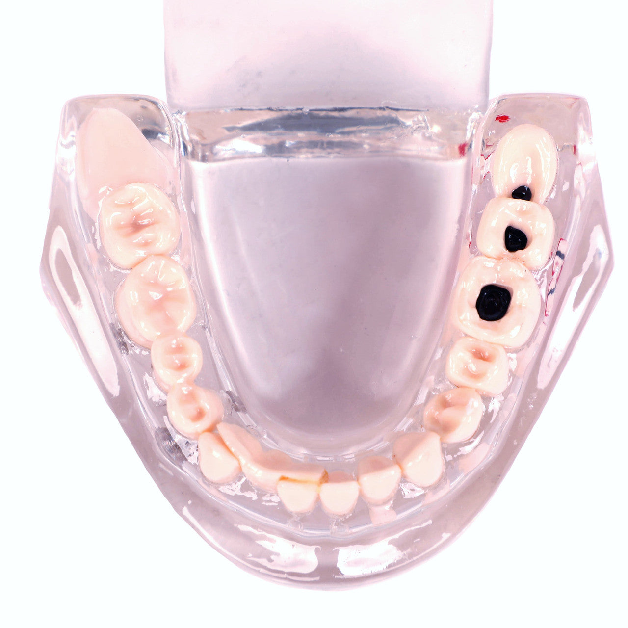 Dientes Permanentes Modelo Anatómico Transparente