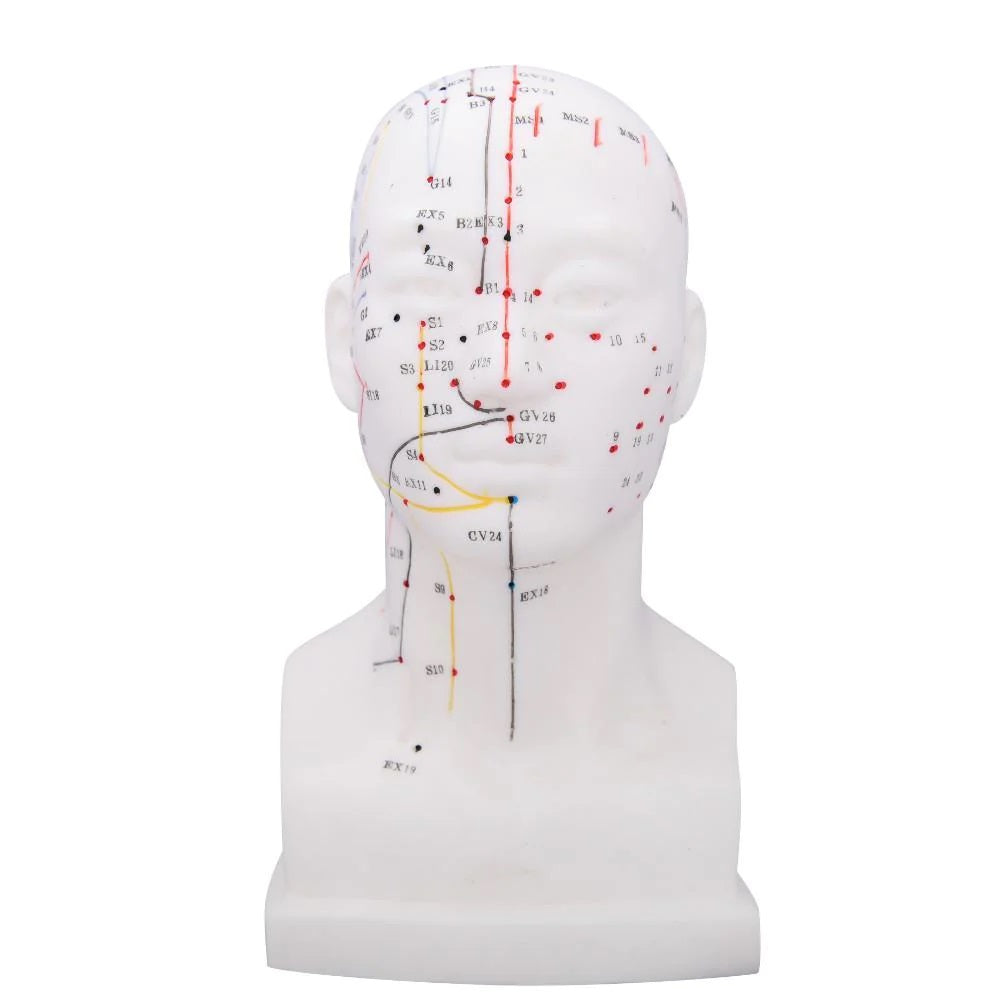 Cabeza Acupuntura 20 cm