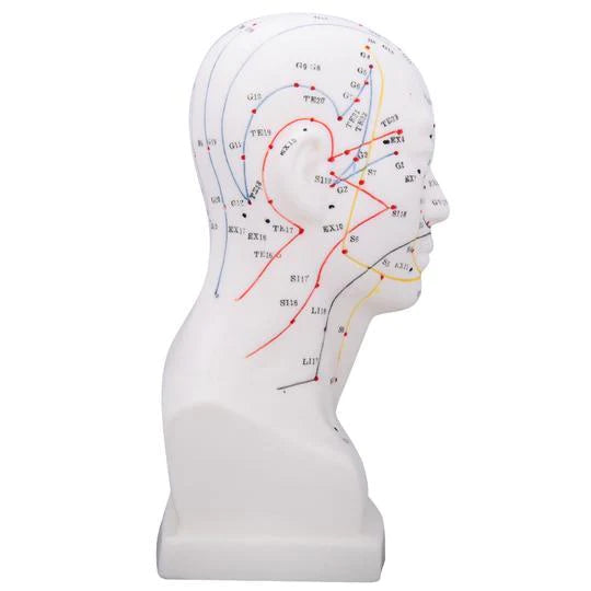 Cabeza Acupuntura 20 cm