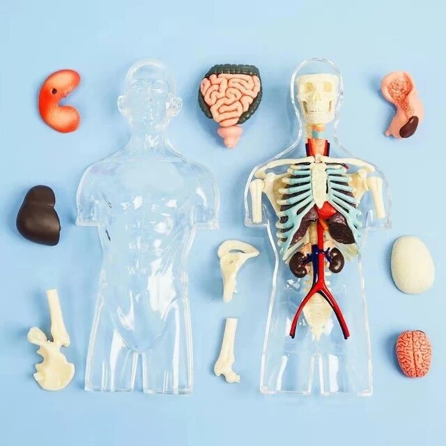 Mini Torso transparente 20 cm