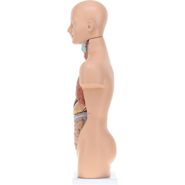 Torso 50 cm desarmable 12 partes