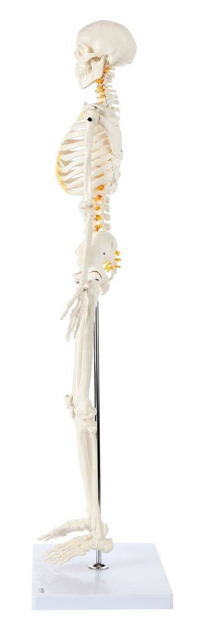 Esqueleto 85 cm Nervios espinales