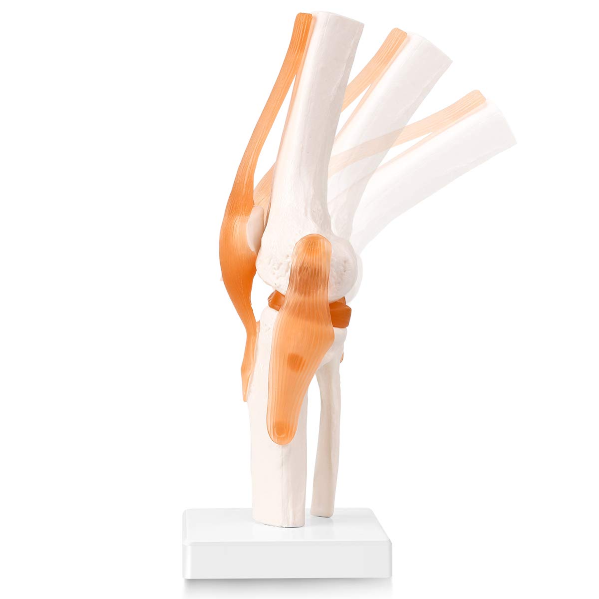 Articulación de Rodilla