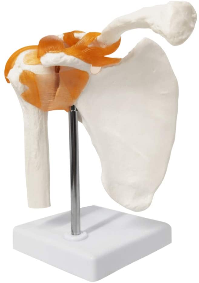 Hombro Articulación y Ligamentos.