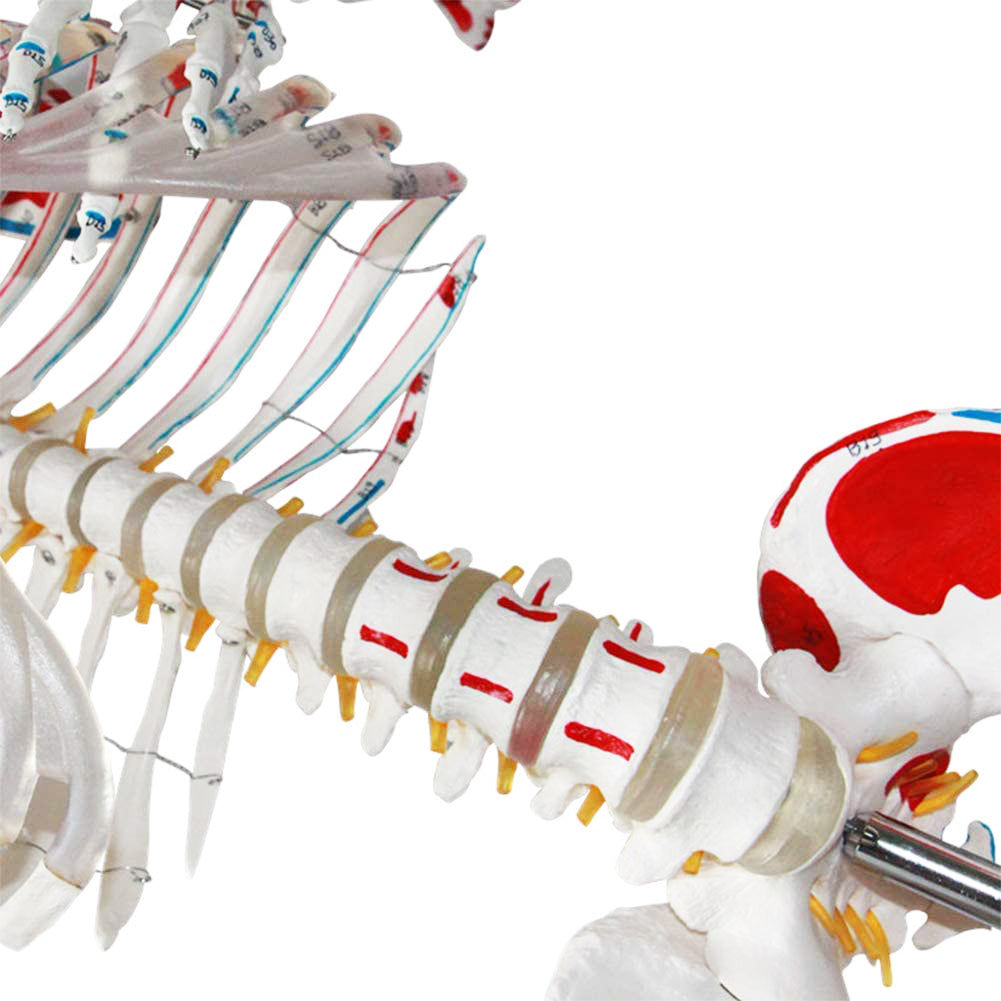 Esqueleto Escala Humana 170 cm Inserciones Musculares y Ligamentos