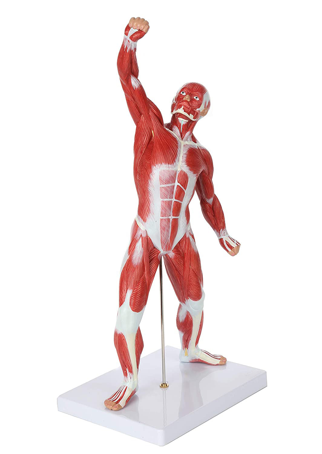 Cuerpo Humano Músculos 50 Cm