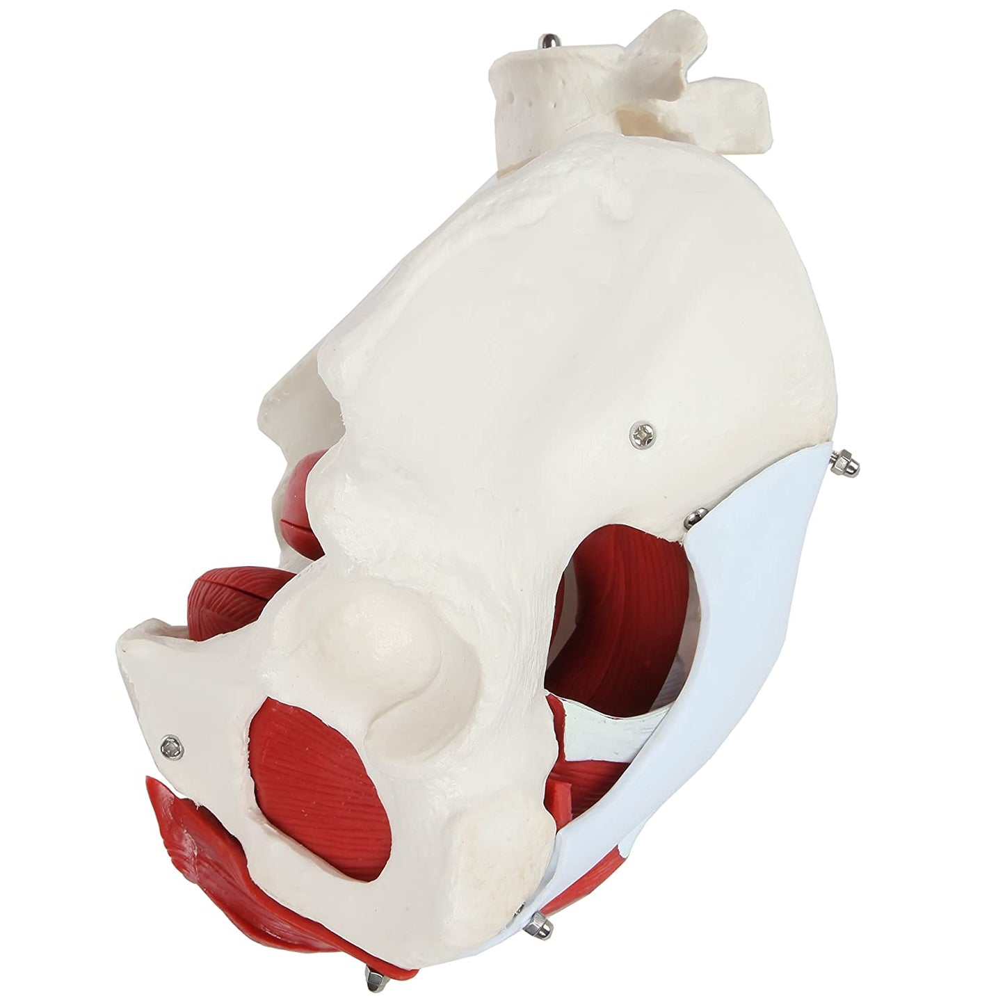 Pelvis con Músculos Suelo Pélvico y Perineo