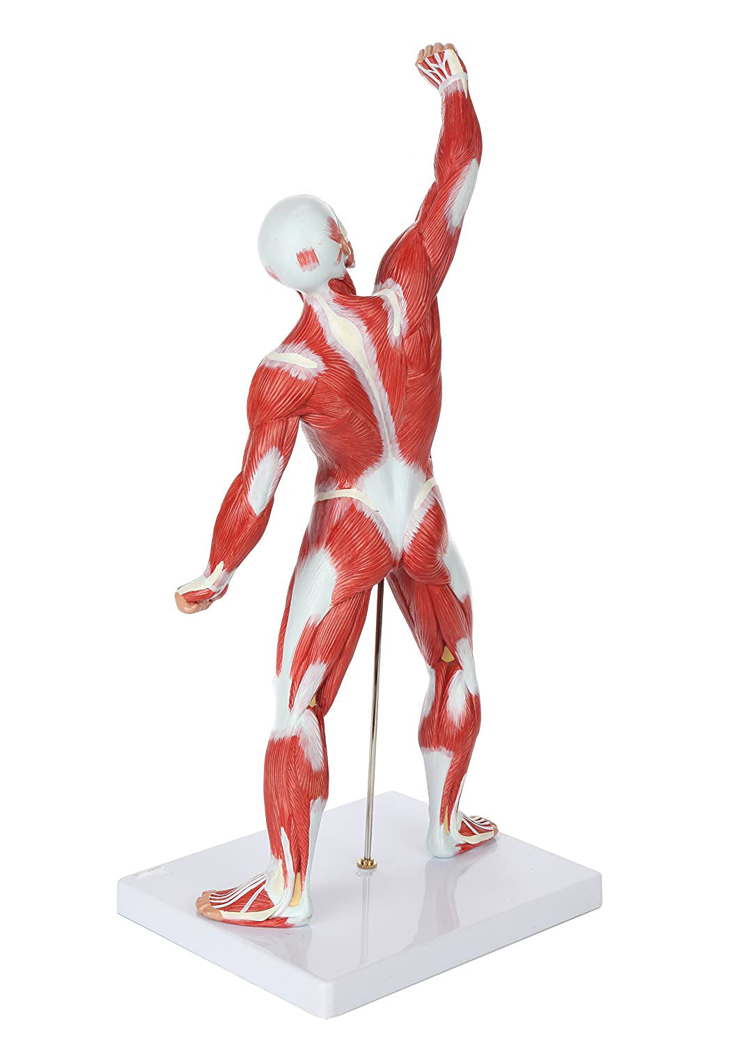 Cuerpo Humano Músculos 50 Cm