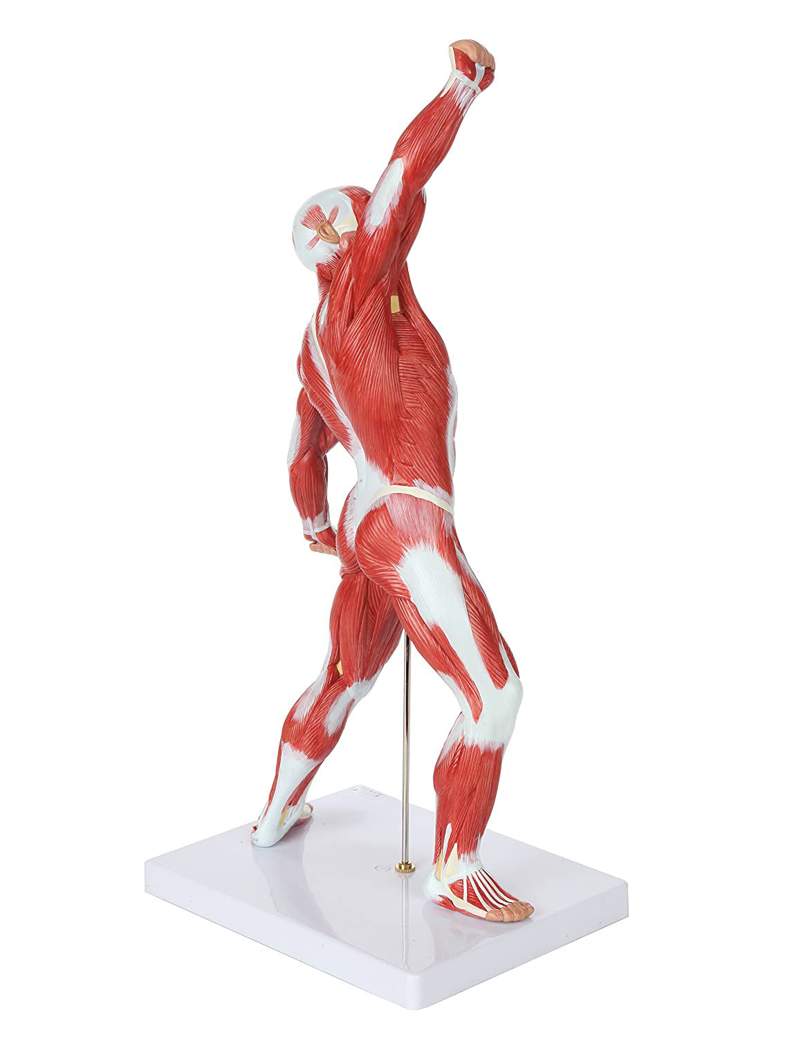 Cuerpo Humano Músculos 50 Cm