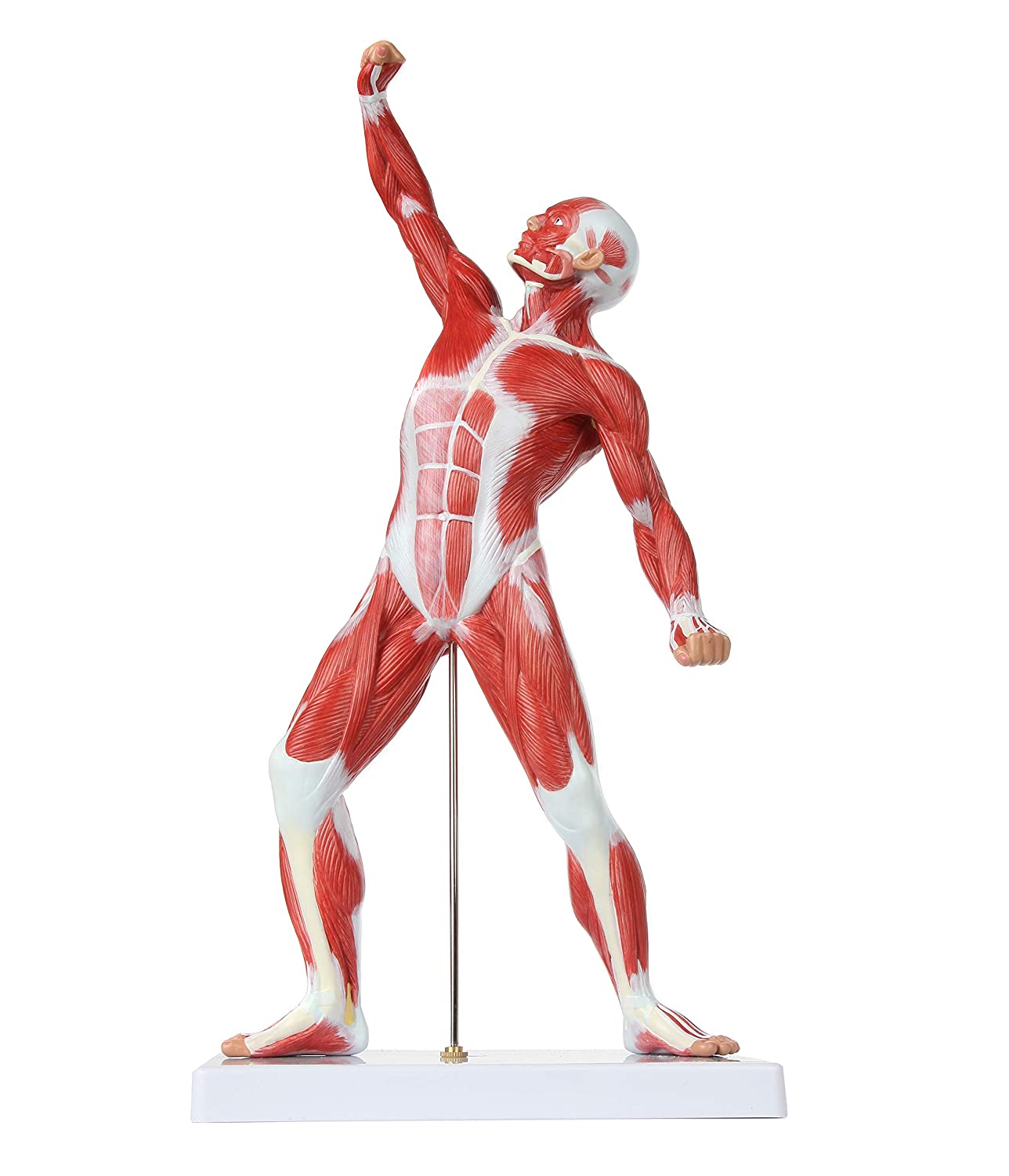Cuerpo Humano Músculos 50 Cm