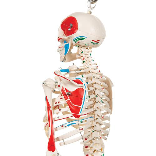 Esqueleto 85 cm Inserciones Musculares y Columna Flexible