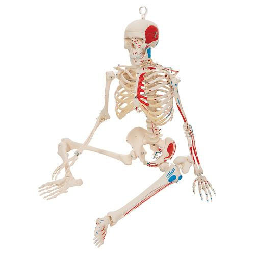 Esqueleto 85 cm Inserciones Musculares y Columna Flexible
