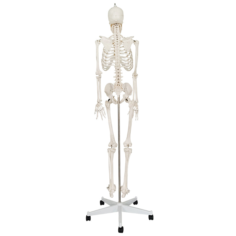 Esqueleto a Escala Humana 170 cm