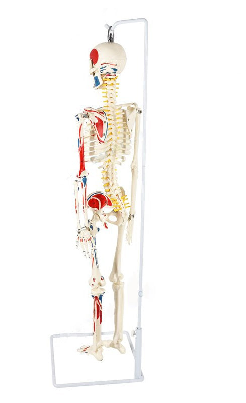 Esqueleto 85 cm Inserciones Musculares y Columna Flexible