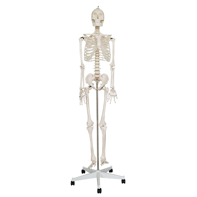Modelo anatómico de 85 cm para estudio y soporte del esqueleto