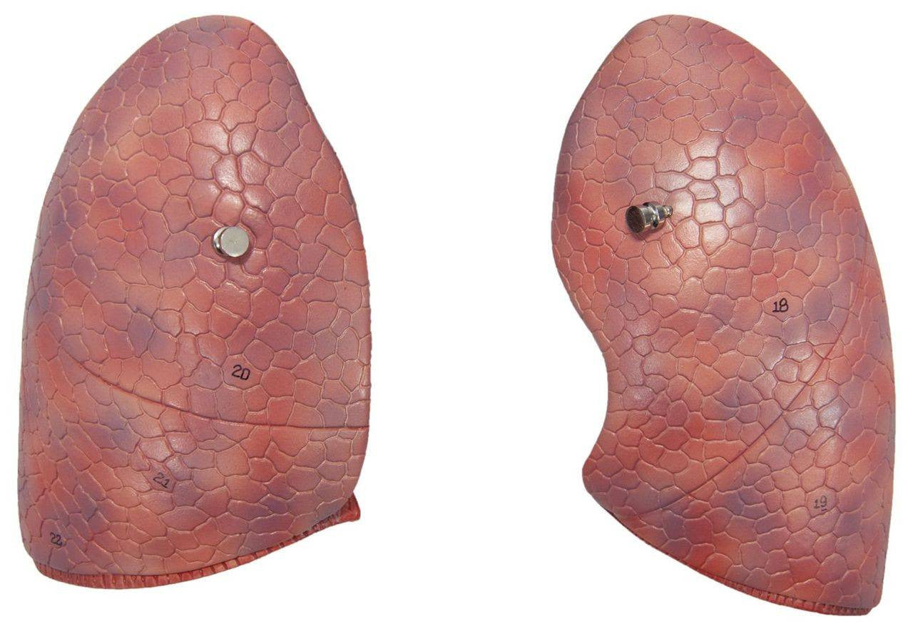 Pulmones Sistema Cardio Respiratorio