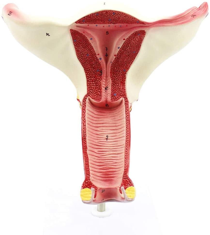 Útero Aparato Reproductor Femenino Órganos Internos