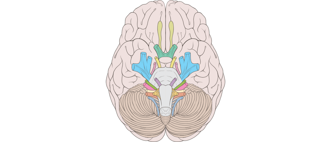 Explorando los Pares Craneales: Navegando por la Red Intrincada de Conexiones entre Cuerpo y Cerebro