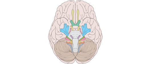 Explorando los Pares Craneales: Navegando por la Red Intrincada de Conexiones entre Cuerpo y Cerebro