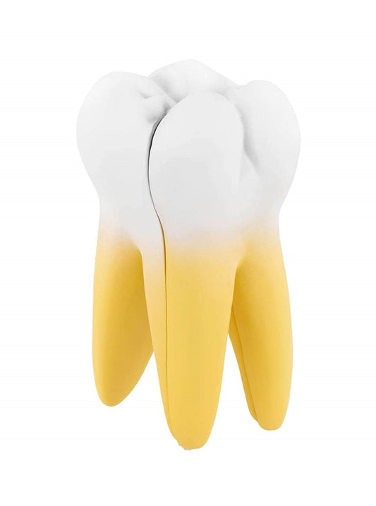 Diente Molar Inferior corte longitudinal tamaño aumentado (OUTLET)