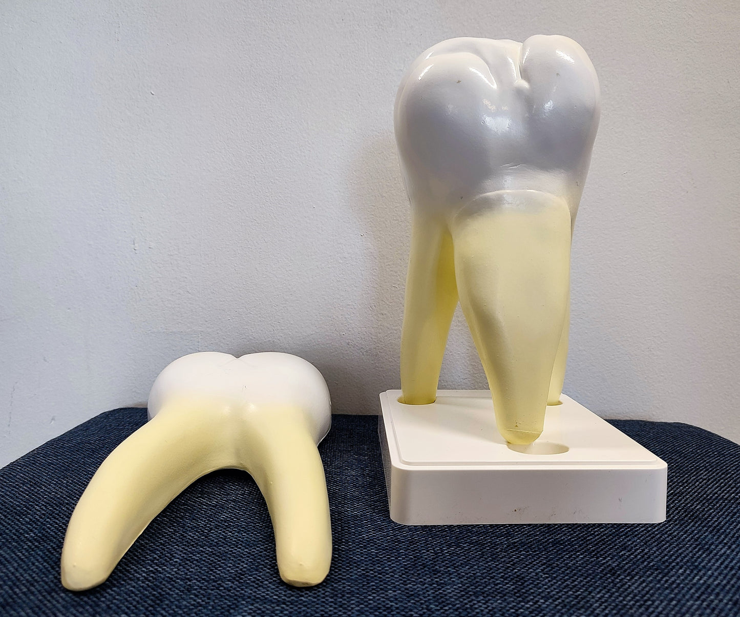 Diente Molar Inferior corte longitudinal tamaño aumentado (OUTLET)