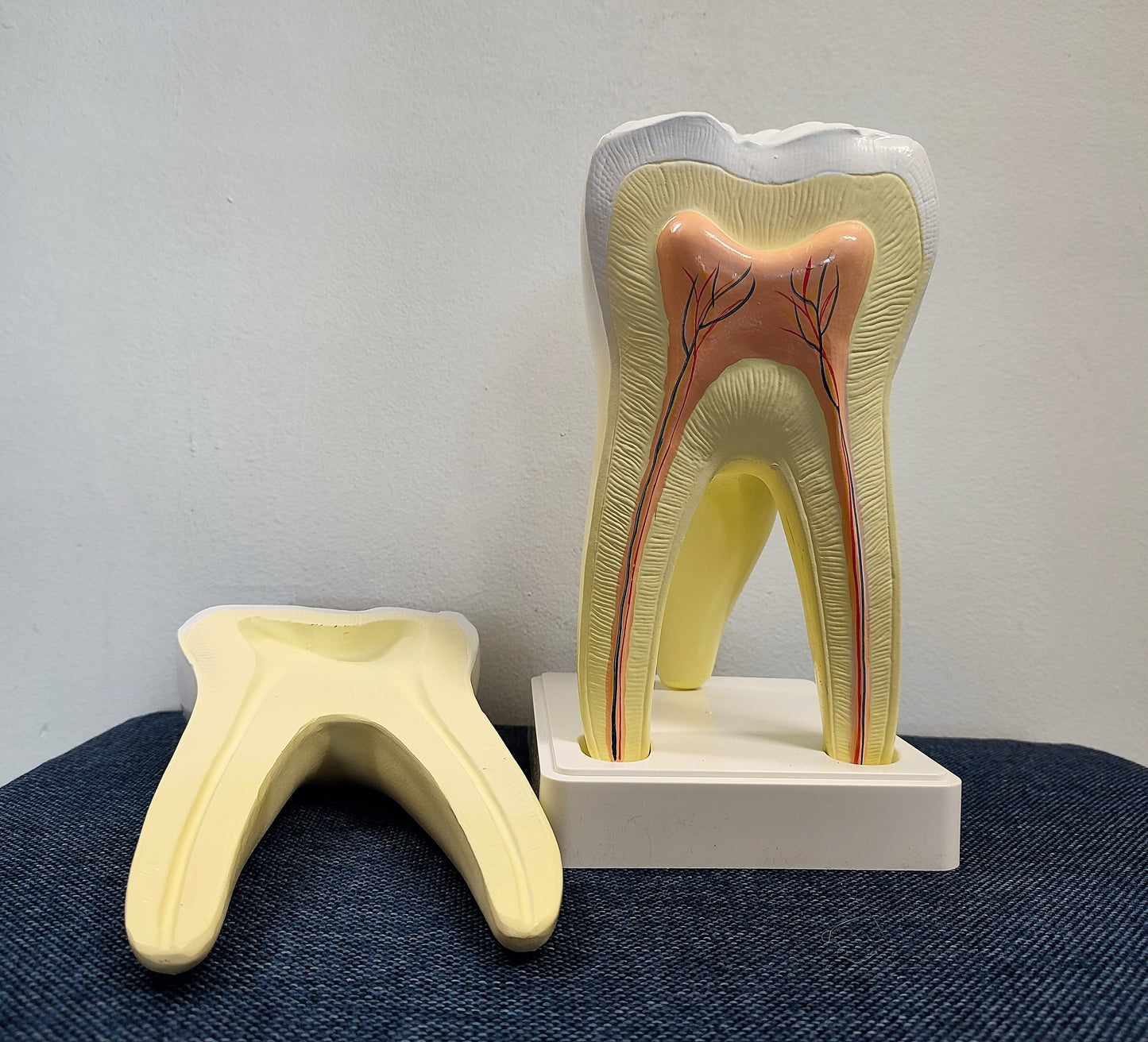 Diente Molar Inferior corte longitudinal tamaño aumentado (OUTLET)