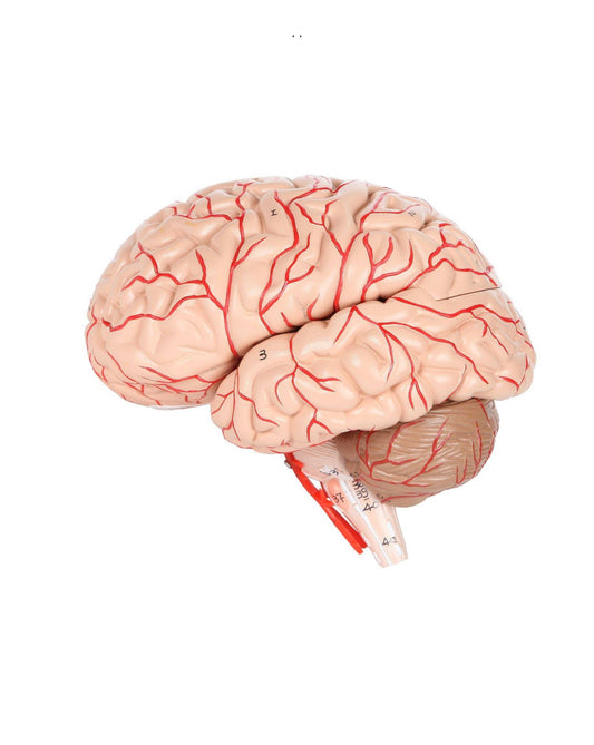 Cerebro con arterias desarmable DELUXE