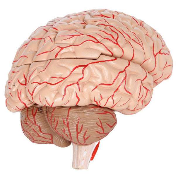 Cerebro con arterias desarmable DELUXE