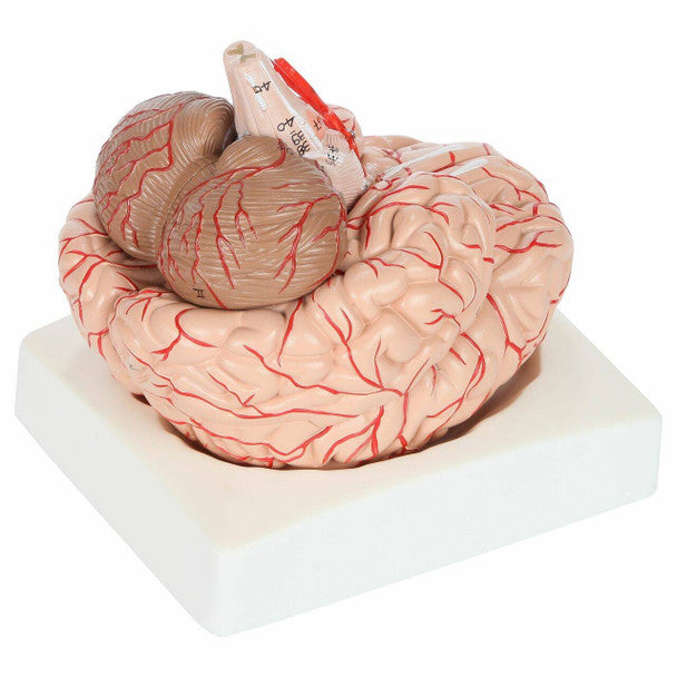 Cerebro con arterias desarmable DELUXE