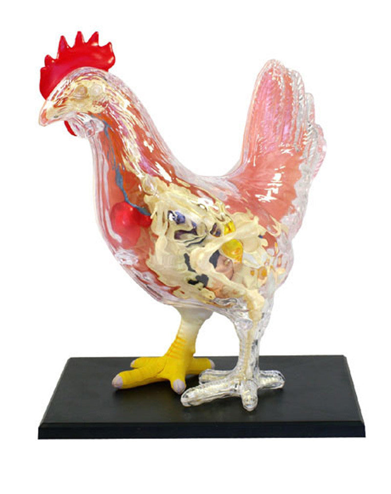 Pollo Modelo Anatómico Veterinario