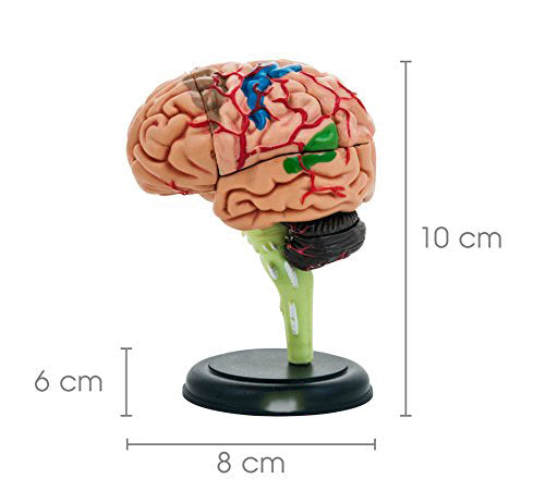 Cerebro pequeño desarmable 32 partes