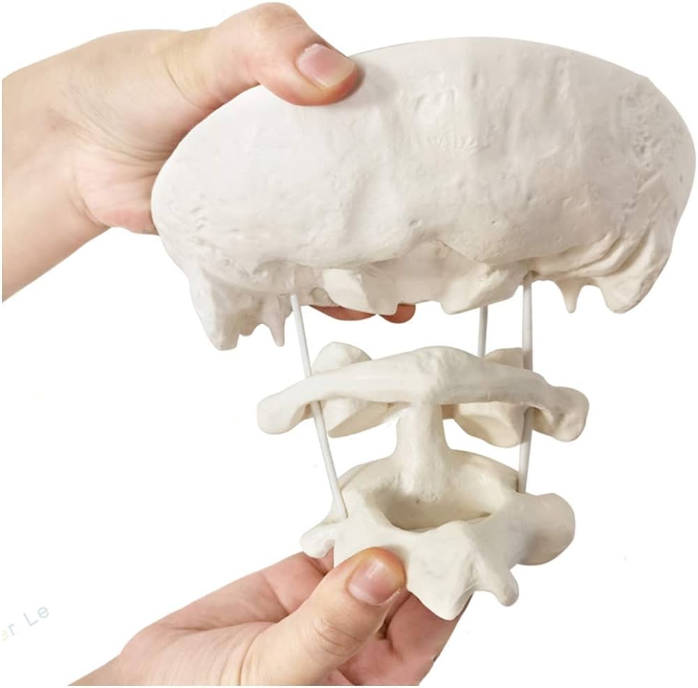 Articulación Occipital Atlas Axis