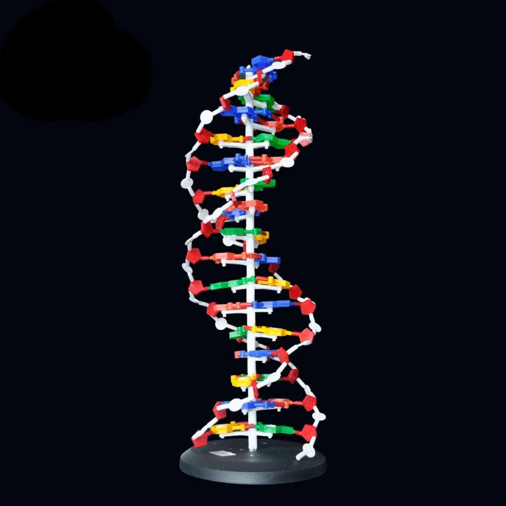 Estructura ADN