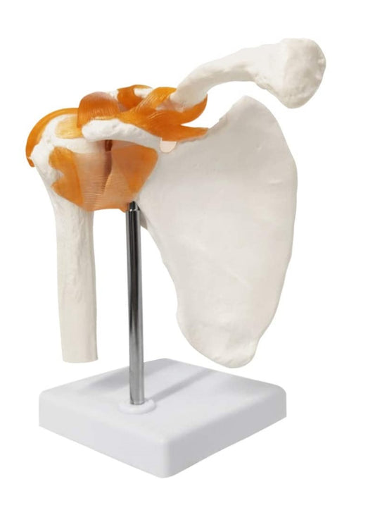 Hombro Articulación y Ligamentos.