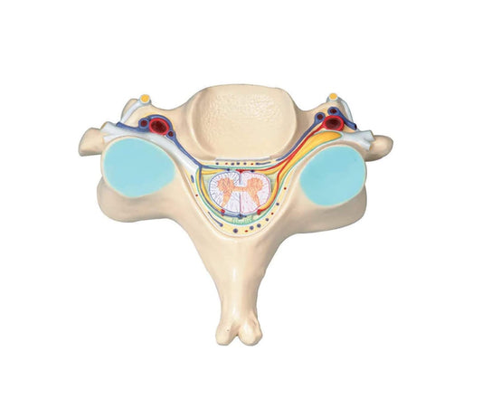 Quinta Vértebra Cervical Corte Transversal