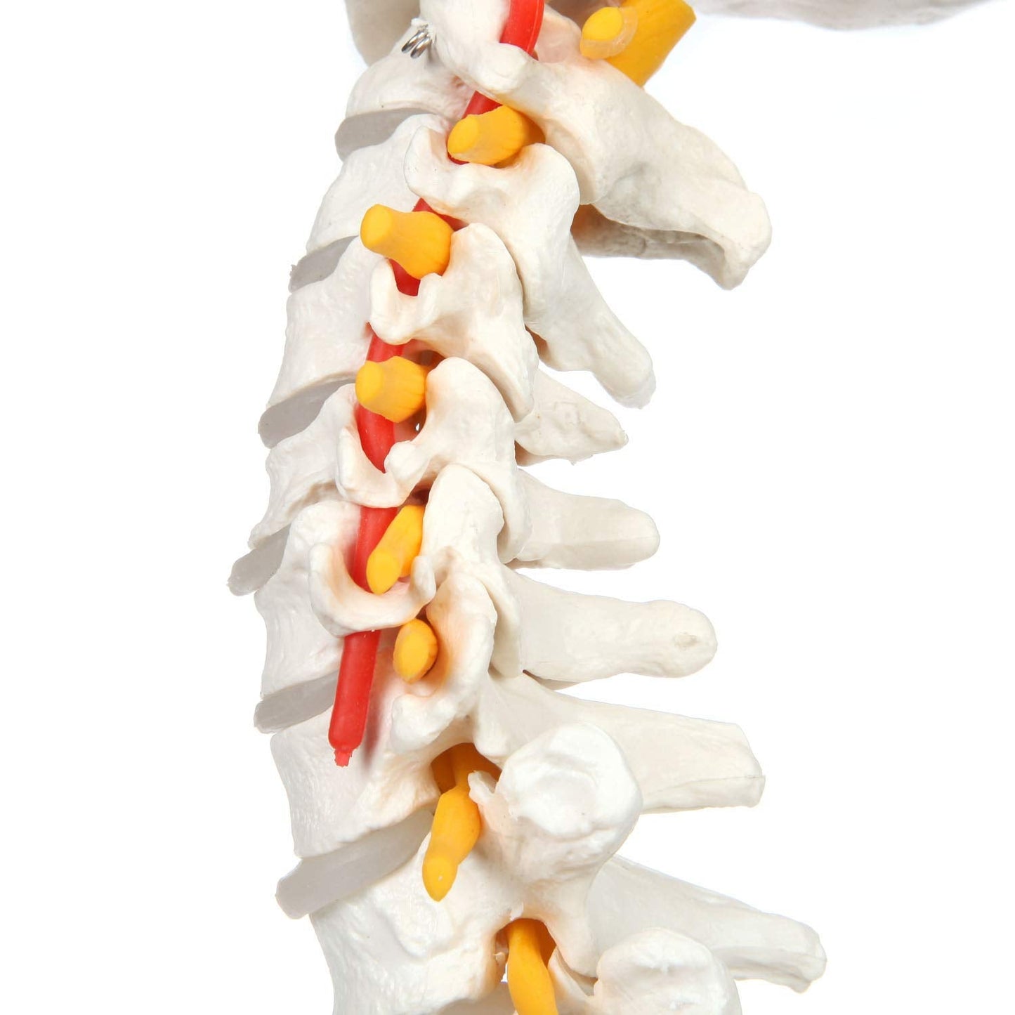 Columna Vertebral Escala Humana