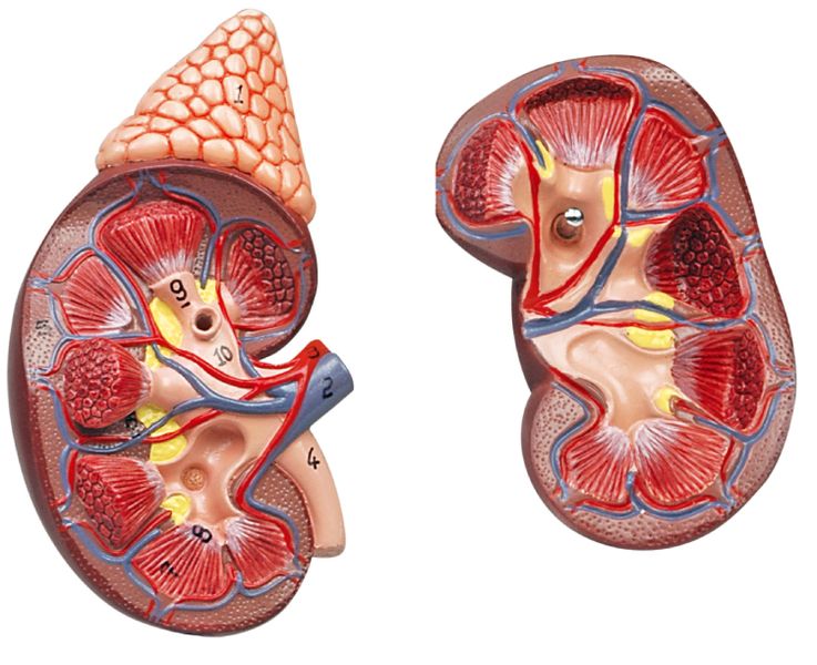 Riñon con glándula suprarrenal a escala humana