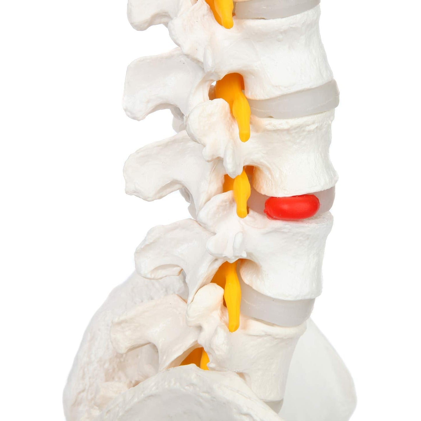 Columna Vertebral Escala Humana