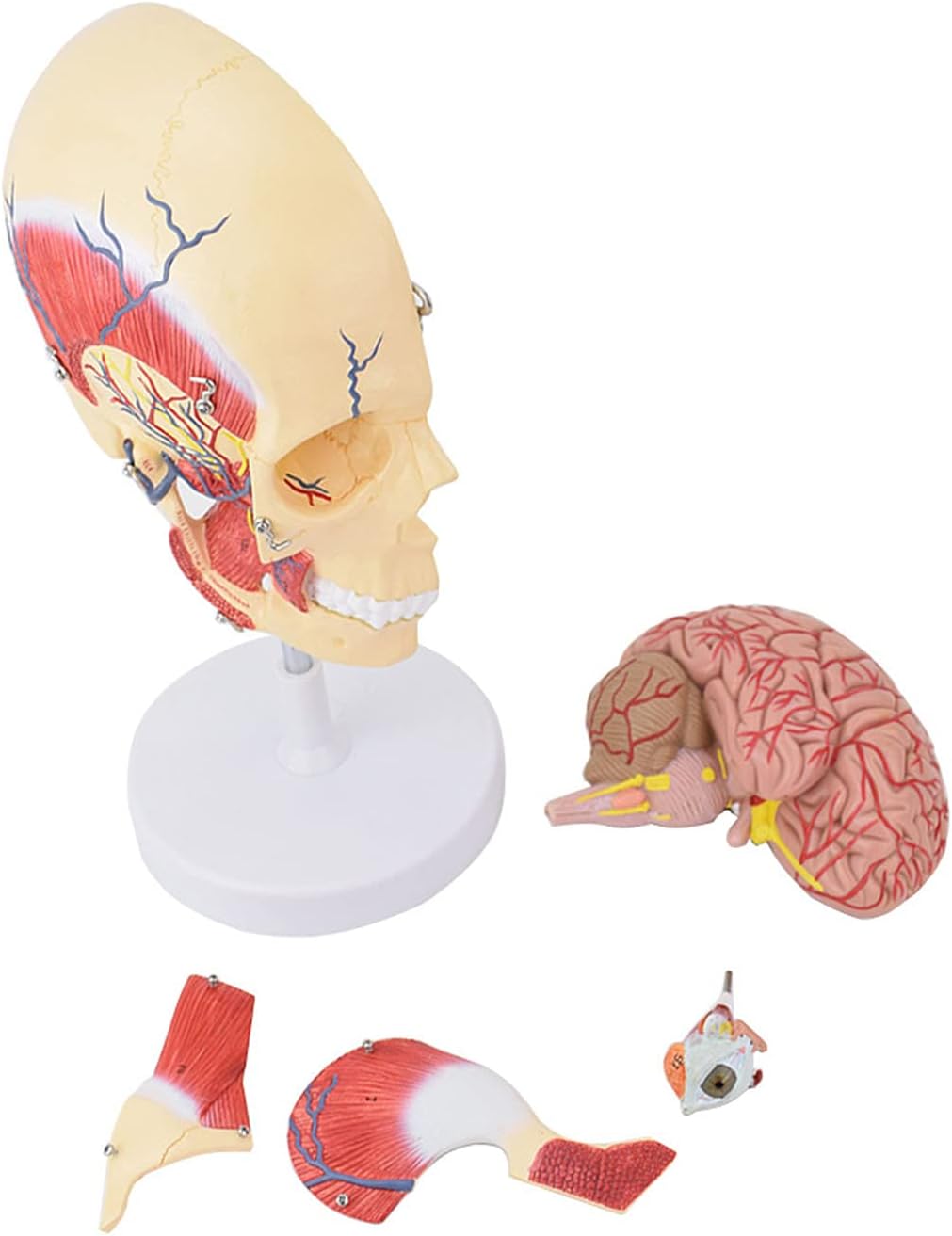 Cabeza con músculos masticatorios y cerebro corte sagital