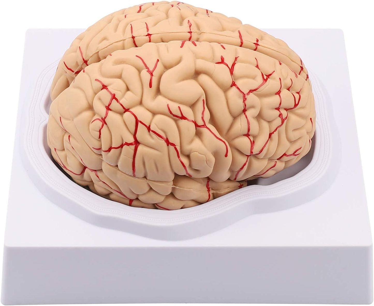 Cerebro con Arterias Desarmable