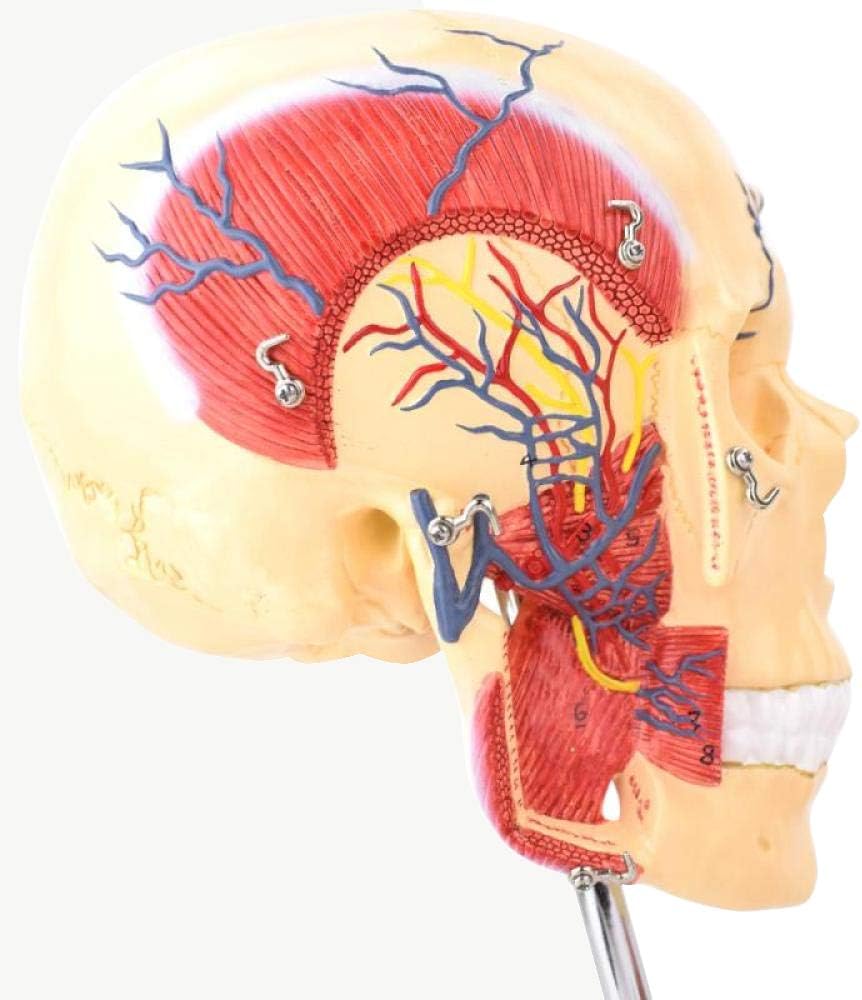 Cabeza con músculos masticatorios y cerebro corte sagital