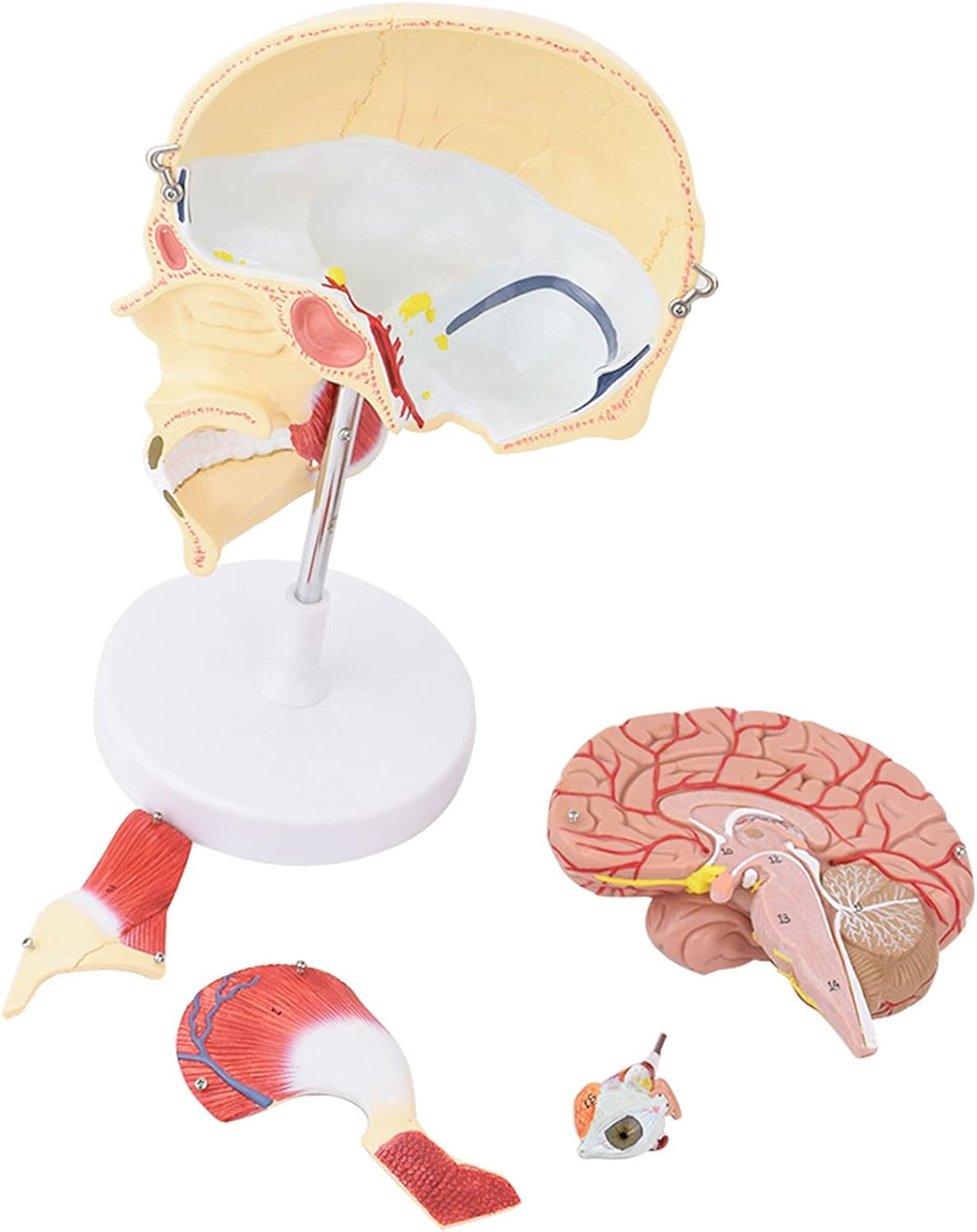 Cabeza con músculos masticatorios y cerebro corte sagital