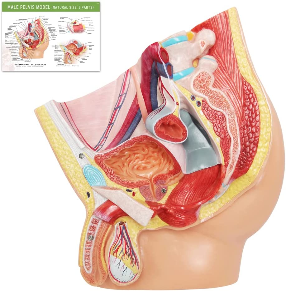 Aparato Urogenital Masculino y Órganos Internos 5 piezas